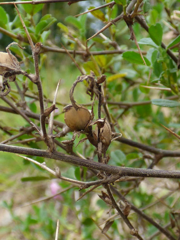 Ononis repens